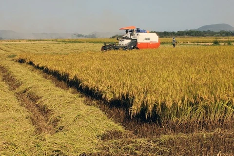Dong Thap’s rice output reaches over 3.3 million tonnes