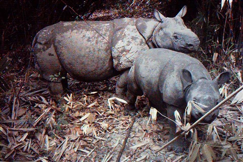 Indonesia tsunami sparks fears of Javan rhino endangerment