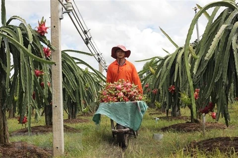 Agricultural sector speeds up restructuring, growth model reform