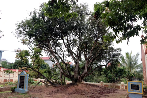 Hai Duong province moves to conserve ancestral lychee tree
