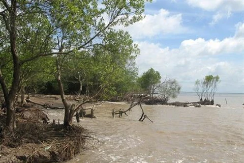 Tien Giang strives to protect coastal forests from erosion
