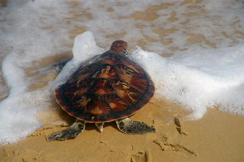Phu Yen: Rare sea turtle returned to nature