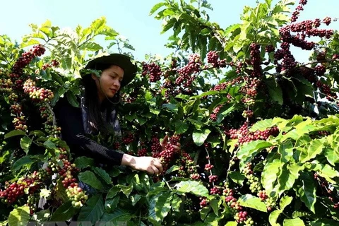 Vietnam exports 3.5 billion USD worth of coffee in 2018