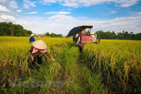 Crop cultivation sector targets 21 bln USD in export this year