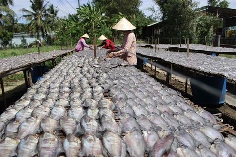 Mekong Delta dried fish making villages busy with production