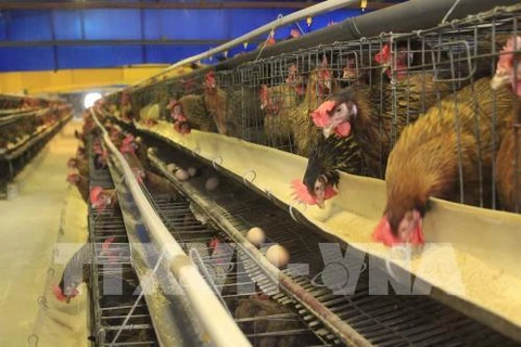 European poultry quality campaign in Vietnam reviewed 