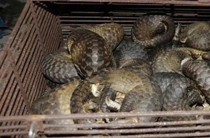 Illegal wild animal trading ring busted in Ha Tinh province