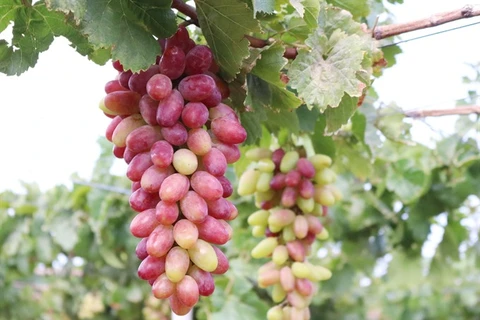 Ninh Thuan’s new grape variety approved for cultivation