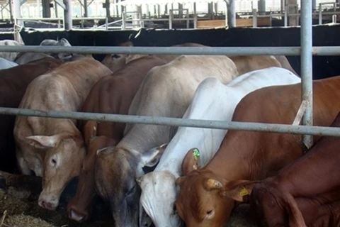 Hoa Phat steps up Australian beef supply in Vietnam 