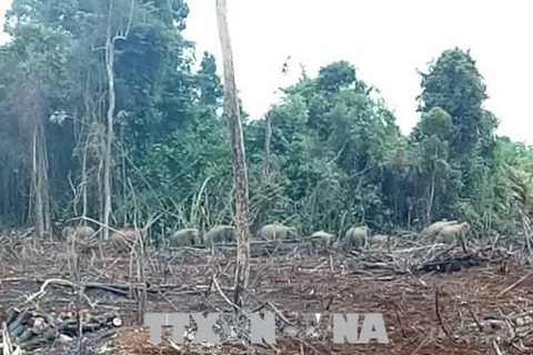 Dong Nai: forest rangers work to drive away hungry elephants 