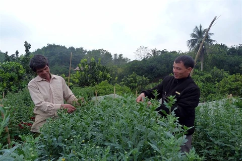 Tuyen Quang farmers bloom with Da Lat daisy