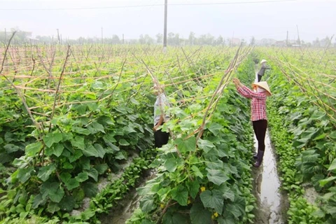 VietGAP certificates given to 81,500 hectares of crops