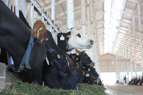 Local dairy industry faces foreign pressure