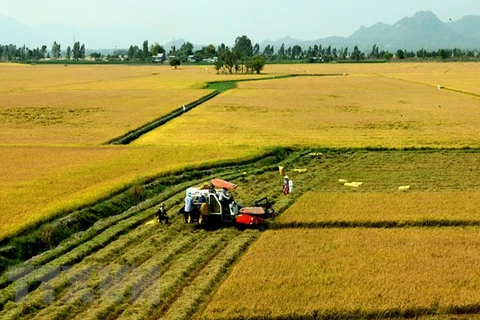 Bac Lieu to continue expanding large-scale rice fields