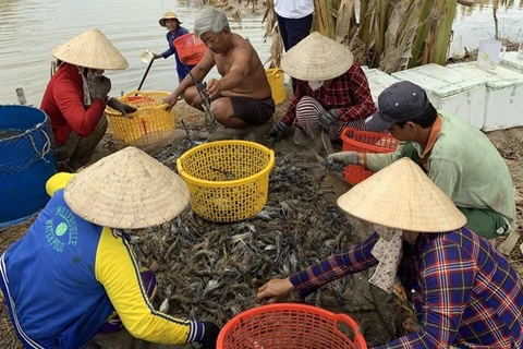 Kien Giang to expand shrimp farming models