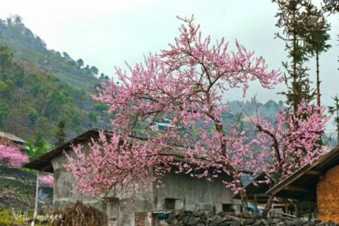 Peach blossom festival in Dong Van stone plateau