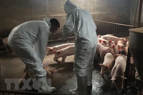 FAO helps Vietnam control African swine fever
