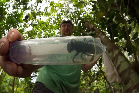 World’s largest bee species rediscovered in Indonesia after nearly 40 years