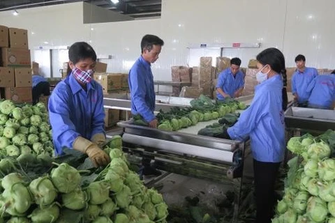 VN shows great potential for processed vegetable, fruit exports