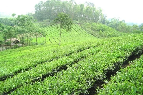 Phu Tho to invest 5 million USD in tea industry development 