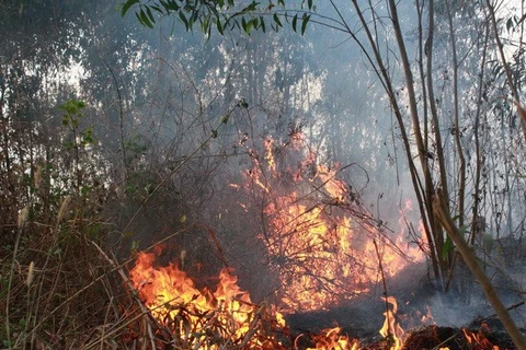 Binh Thuan faces high risk of forest fire 