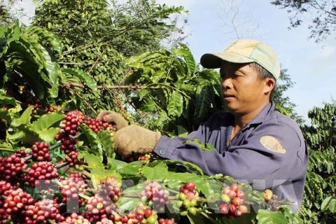 Free coffee for visitors at Buon Ma Thuot coffee festival
