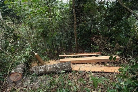 Decline in Vietnam’s deforestation cases