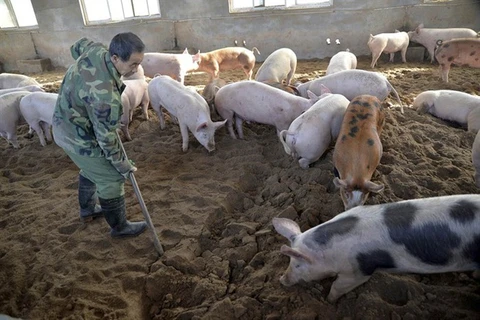 Trade ministry ensures pork supply despite African swine fever outbreak