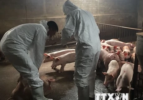 Localities act quickly to stamp out African swine fever outbreaks