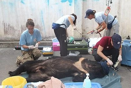 Three captive bears in Dong Nai sent to sanctuary 