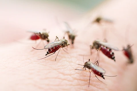 UK-funded dengue forecasting system introduced in Vietnam