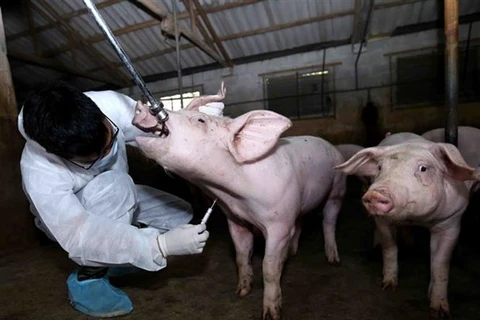 Animal inspection stations set up to prevent spread of African swine fever