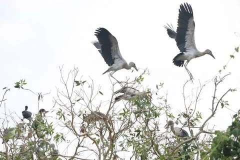 Rare Asian openbills spotted in Bac Lieu Bird Sanctuary