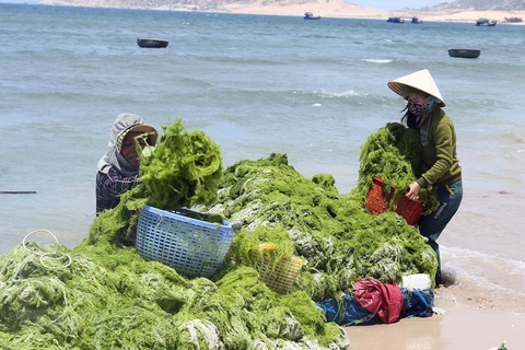Marine economy makes up 10 percent of Vietnam’s GDP