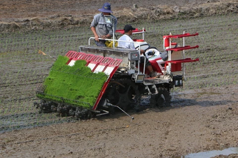 First smart rice cultivation model piloted in Hau Giang