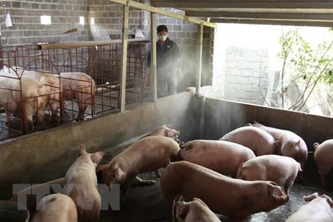 Cambodia reports first African swine fever outbreak