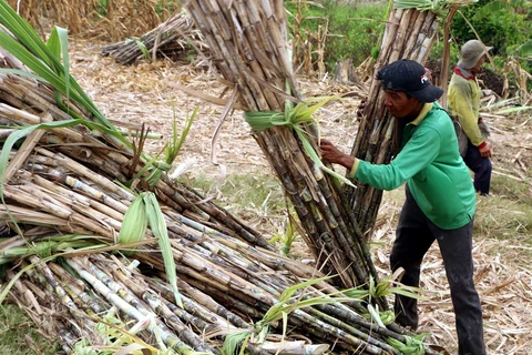 Sugar industry could be sweeter with restructuring