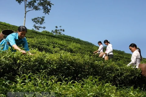 Vietnam’s tea exports edge up 15.4 percent in Q1