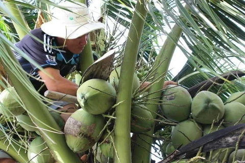 Ben Tre coconut products to boom on lazada.vn in late April 
