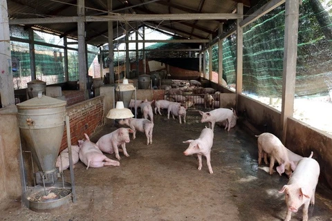Bac Kan province declares end of ASF outbreak