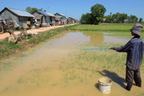 Cambodia to sue EU over rice tariff