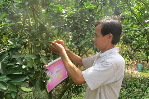Dong Thap’s farmers encouraged to apply GAP standards for fruit growing