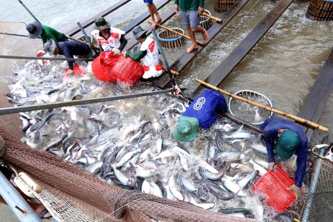 Boosting tra fish quality urged to match up to Chinese competition
