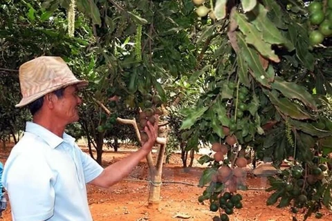 Lam Dong exports macadamia nuts to RoK, Singapore