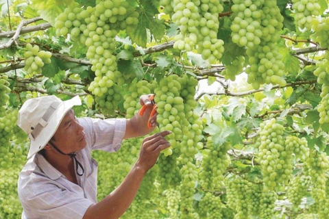 Ninh Thuan Grape and Wine Festival 2019 to take place in late April
