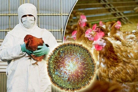 Cambodia reports first outbreak of H5N6 bird flu