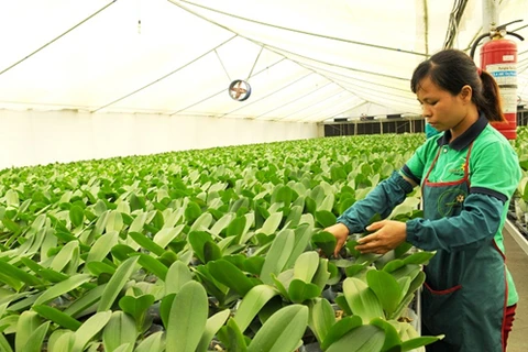 Hanoi helps bring farmers into 21st century with technology