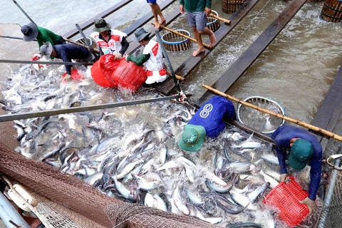 US raises anti-dumping tariffs on Vietnamese tra fish
