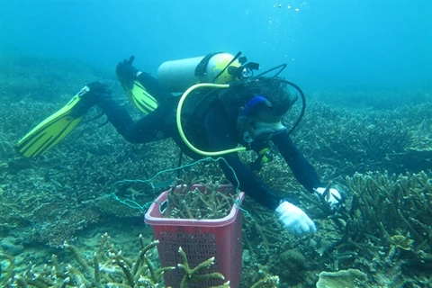 Con Dao conservationists take steps to save coral