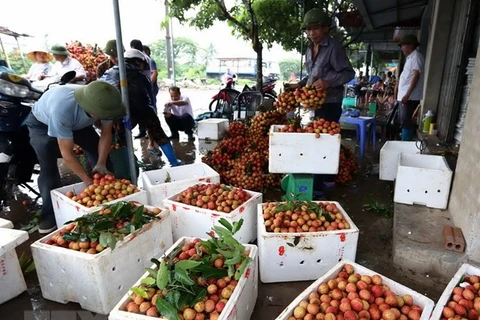 Hai Duong aims to harvest 40,000 tonnes of litchi in 2019